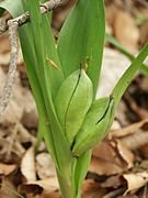 Colchicum_autumnale_050505.jpg