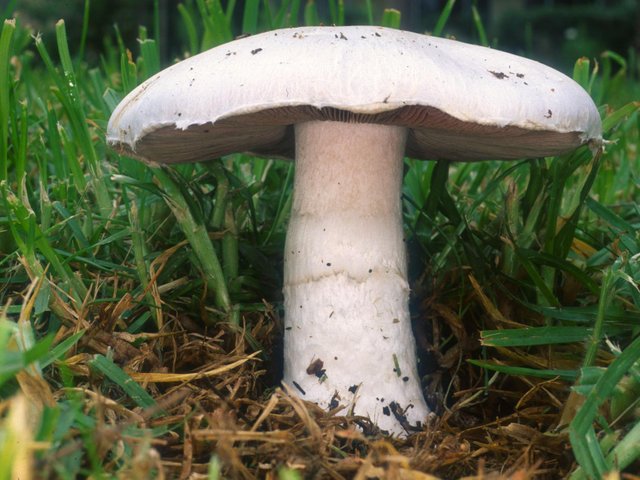 Agaricus_campestris.jpg