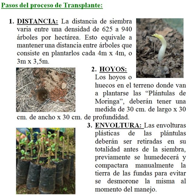 1 2 3 proceso de sembrar la moringa.jpg