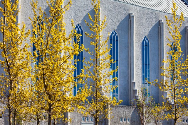 Spring Trees at Hallgrimskirkja.jpg