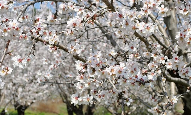 almond tree.jpg