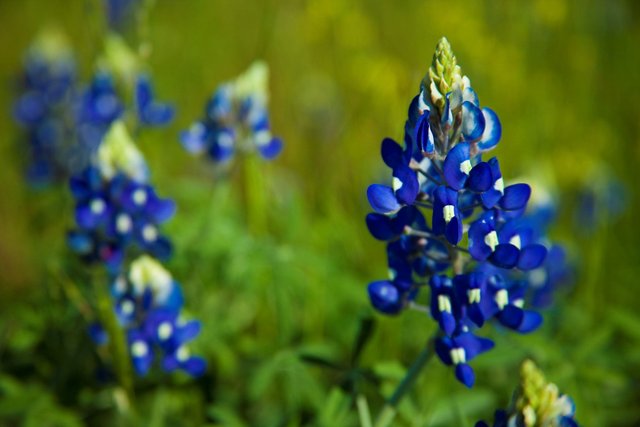 bluebonnet8 (Custom).jpg