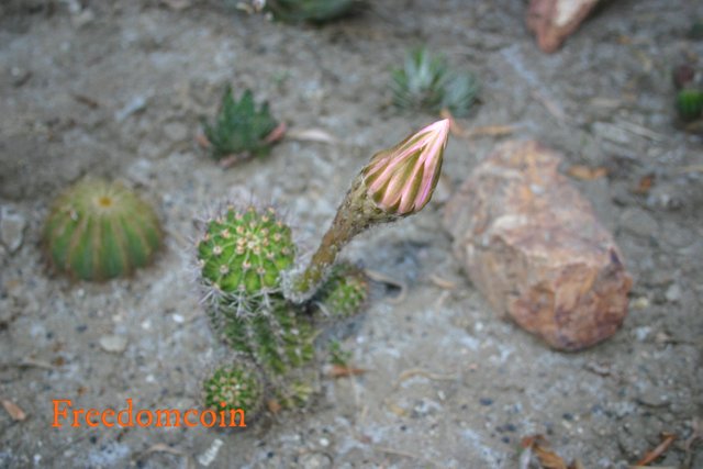 cacti ball flower and peas 002.jpg