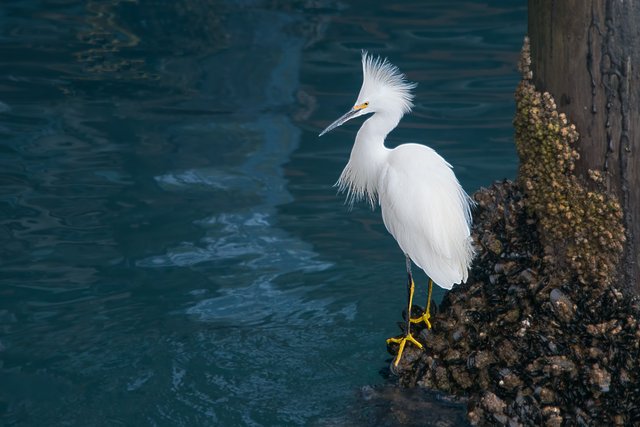 Snowy Egret at Santa Cruz Pier.jpg