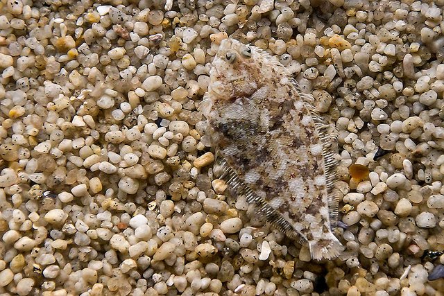 800px-Flounder_camo_md.jpg