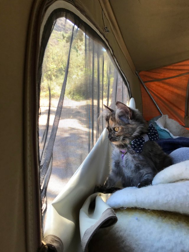 Cat Pic She spotted some quail - they were highly suspicious creatures..jpg