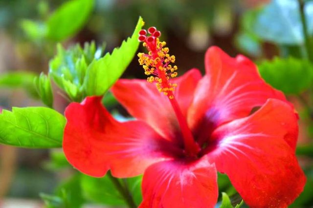 hibiscus.jpg