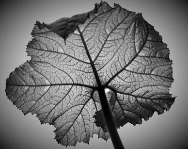 leaf definite one (2).jpg