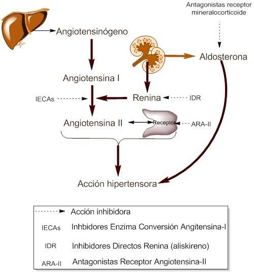 ARA-II mecanismo acción.jpg