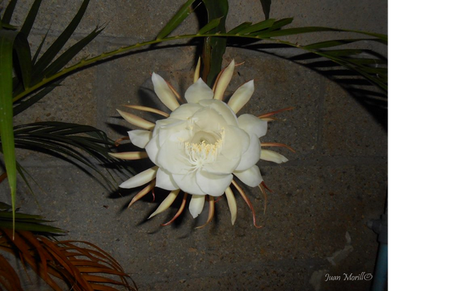 flor de cactus blanca.png