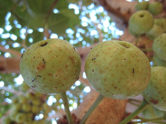 Ficus variegata_pollinated_figs_and_parasitic_wasps Anthony Bain 3.0 unported.JPG