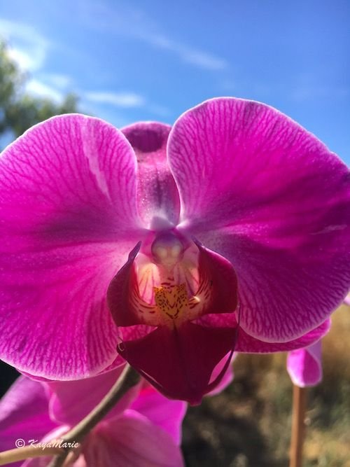 colorsizeorchid.jpg