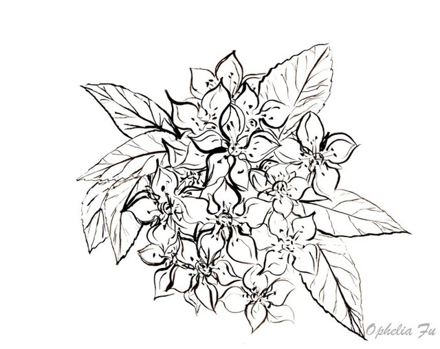 spirea ink.jpg