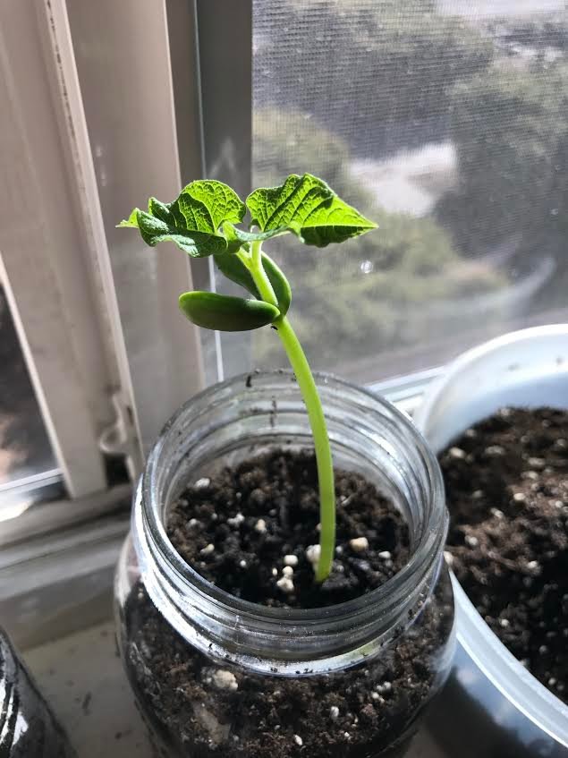 bean sprout.jpg
