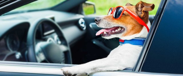 Dog Driving Car-1920x800.jpg