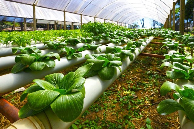 Greenhouse-agriculture_0.jpg