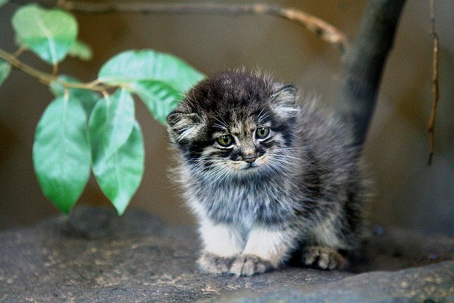 pallas cat.jpg