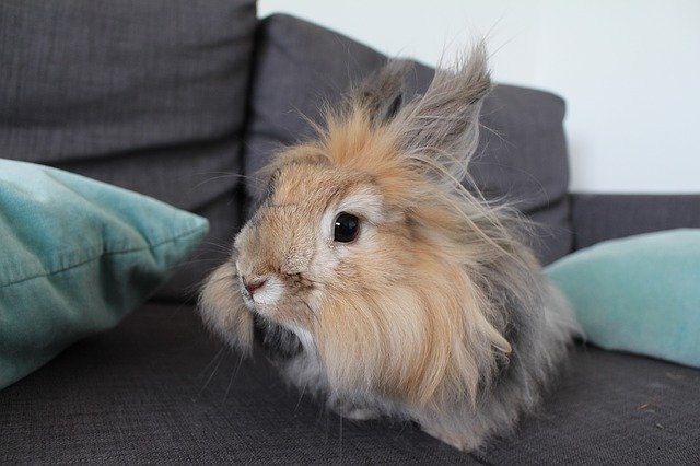 rabbit-1296926_640.jpg