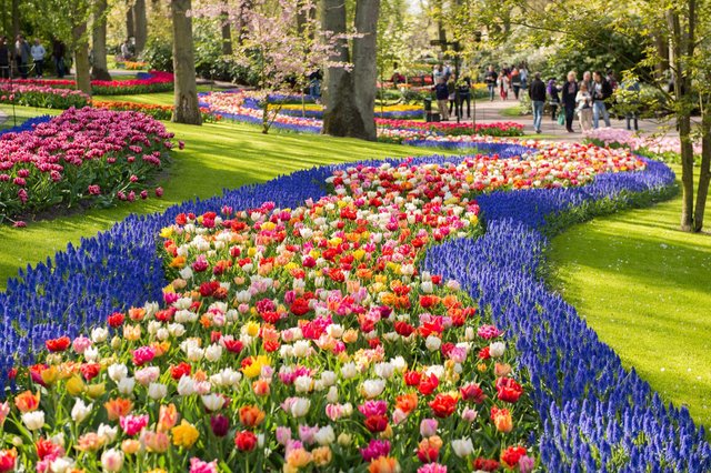 Keukenhof-in-Lisse-Netherlands.jpg