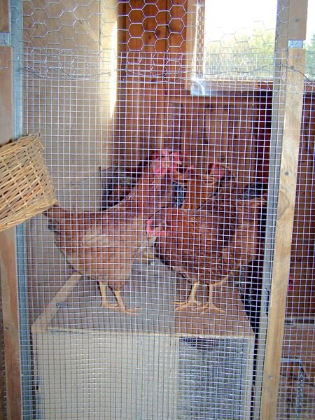 Coop - Chickens checking it out1 crop Oct. 08.jpg
