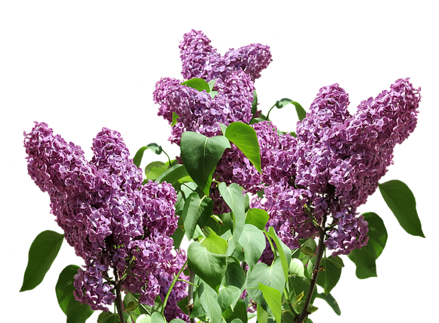 lilac-2882686__480.png