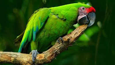 la-localizacion-de-la-guacamaya-verde-limon_opt.jpg