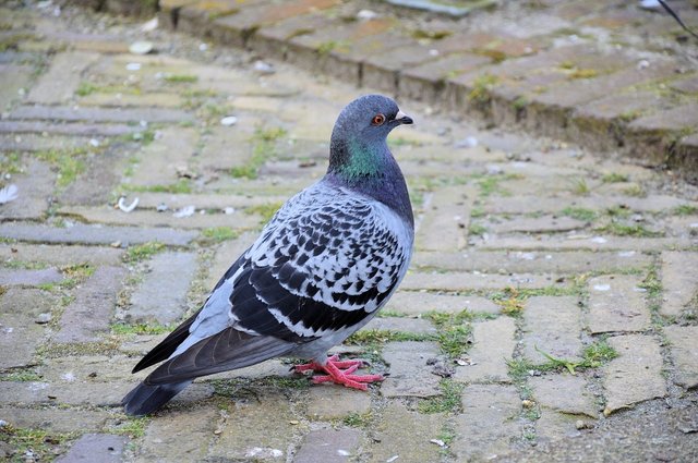 beautiful pigeon.jpg