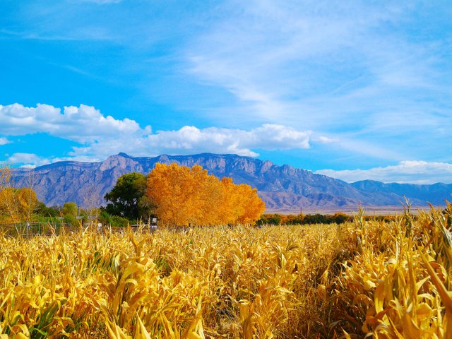 Corn Maze 3 + Sandia - Posted 50.jpg