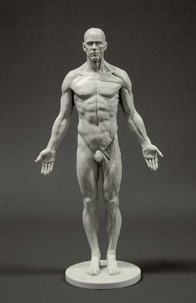 Male-Anatomy-Figure.jpg