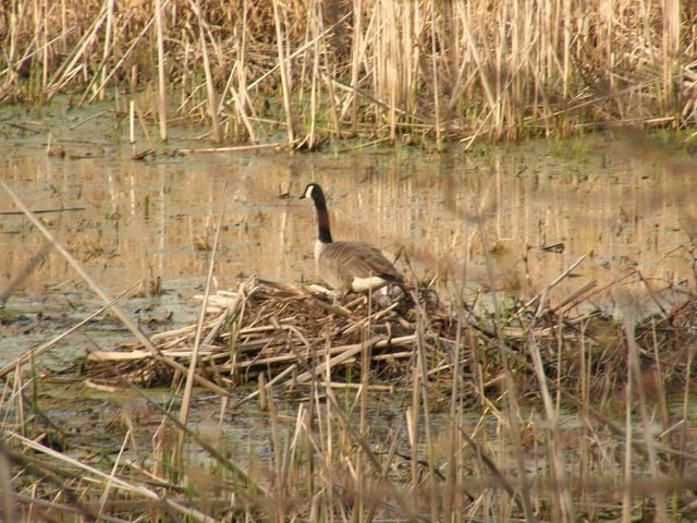 goose on nest.jpg