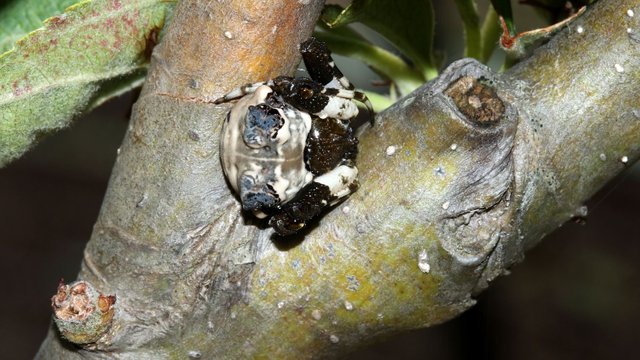 Araneidae -Celaenia-excavata-Apple-Tree-BY 3.jpg
