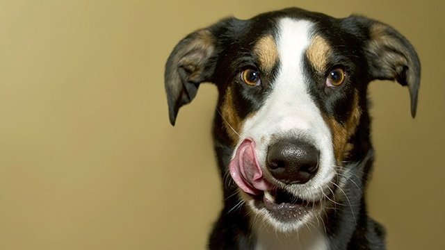 chien_apaisement_650.jpg