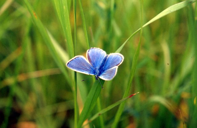 Common blue.jpg