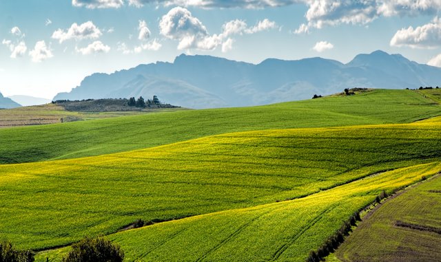 agriculture-countryside-crop-259280.jpg