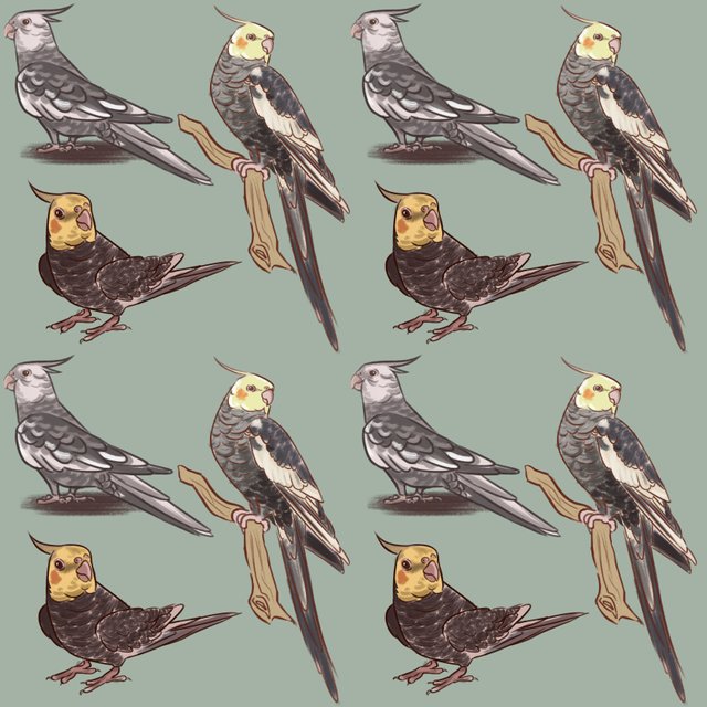 bird acctual size2.jpg