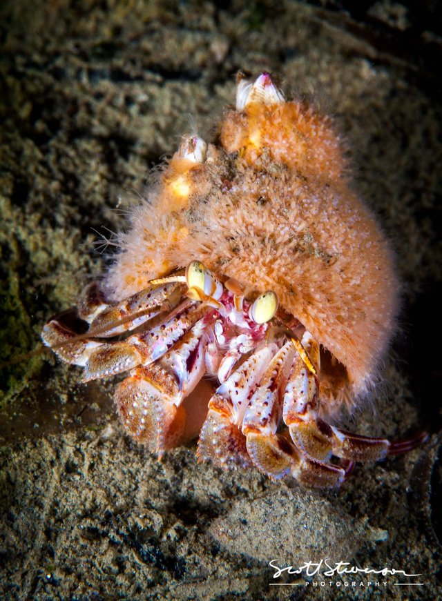 Hermit Crab-1.jpg