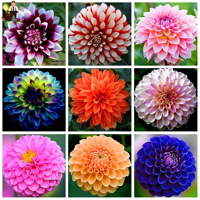 80-pcs-Bag-Bunga-Dahlia-Dahlia-Benih-Tidak-Umbi-Dahlia-Bonsai-Bunga-Cantik-Bunga-Balkon-Pot.jpg