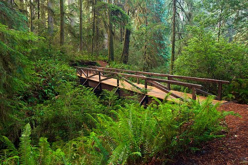 redwood-national-park-steve-d.jpg