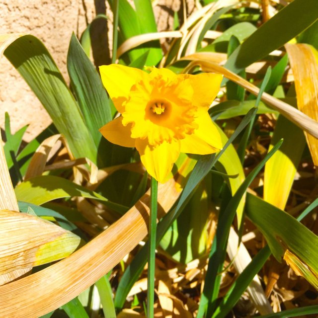 Yellow Flower in the backyard 2 post.jpg