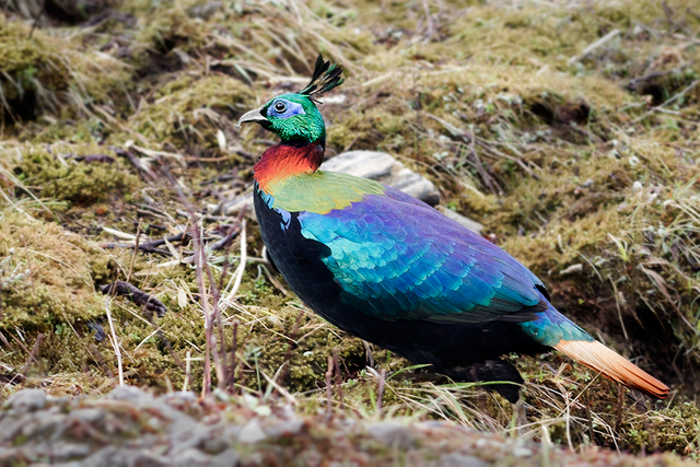 Himalayan_Monal_Adult_Male_East_Sikkim_Sikkim_India_11.05.2014.png