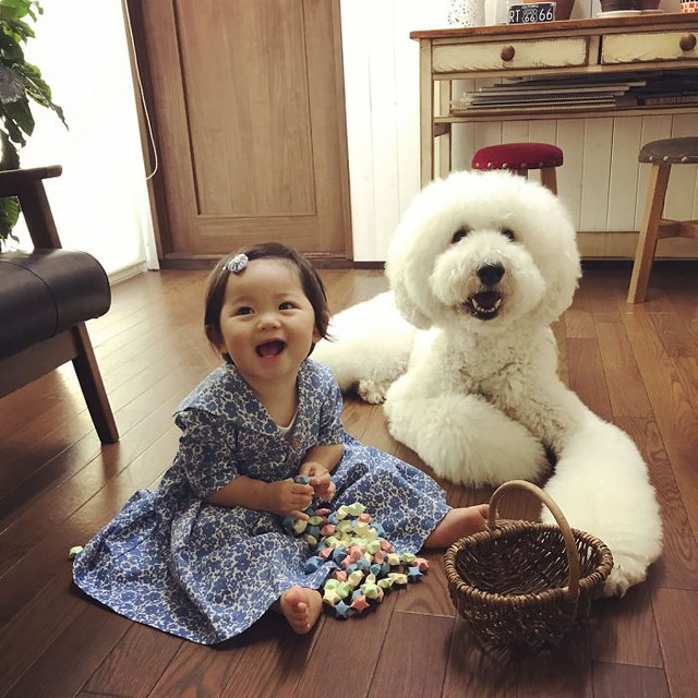 girl-poodle-dog-friendship-mame-riku-japan-30-59819ea98c19c__700.jpg