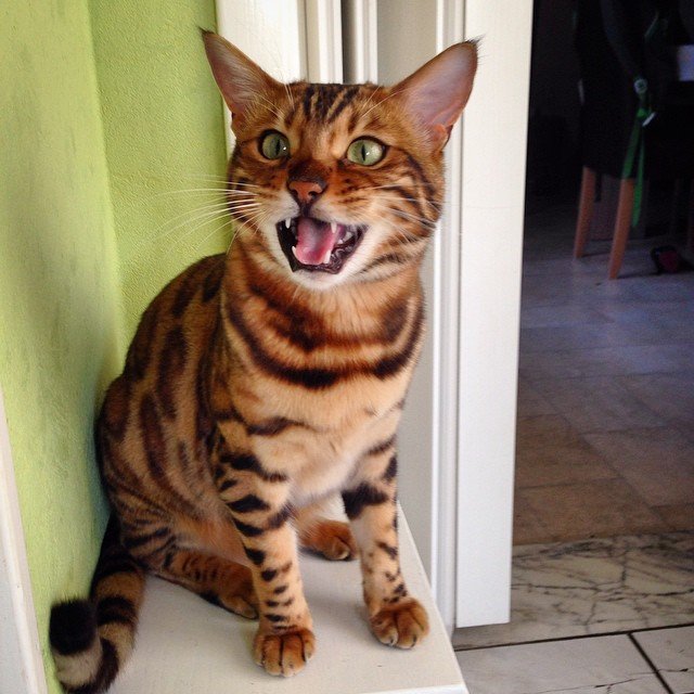 thor_the_bengal_cat_5.jpg