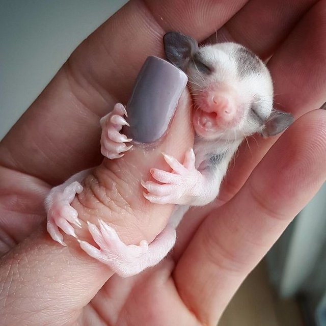 sweet sugar gliders