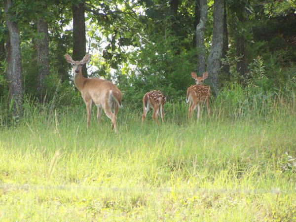 Dearfawn-600x450.jpg