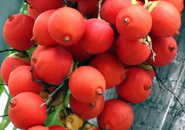 buah pinang.jpg