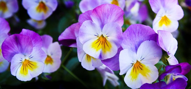 pansy-flowers-purple-nature.jpg