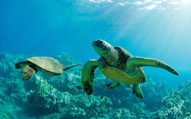 under-water-turtles-desktop-background.jpg