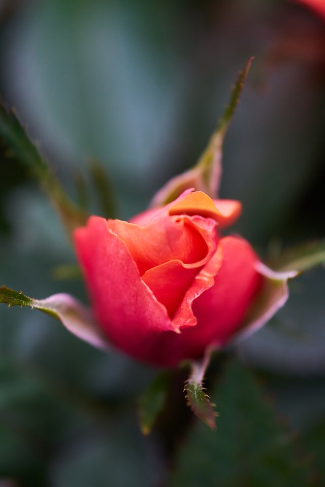 rose-2439911_1920.jpg