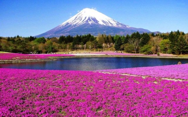 Pemandangan-Gunung-fuji.jpg