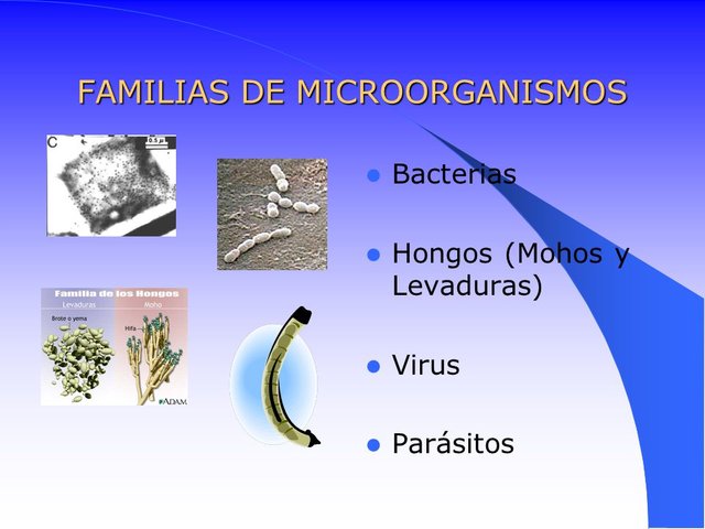 FAMILIAS+DE+MICROORGANISMOS.jpg
